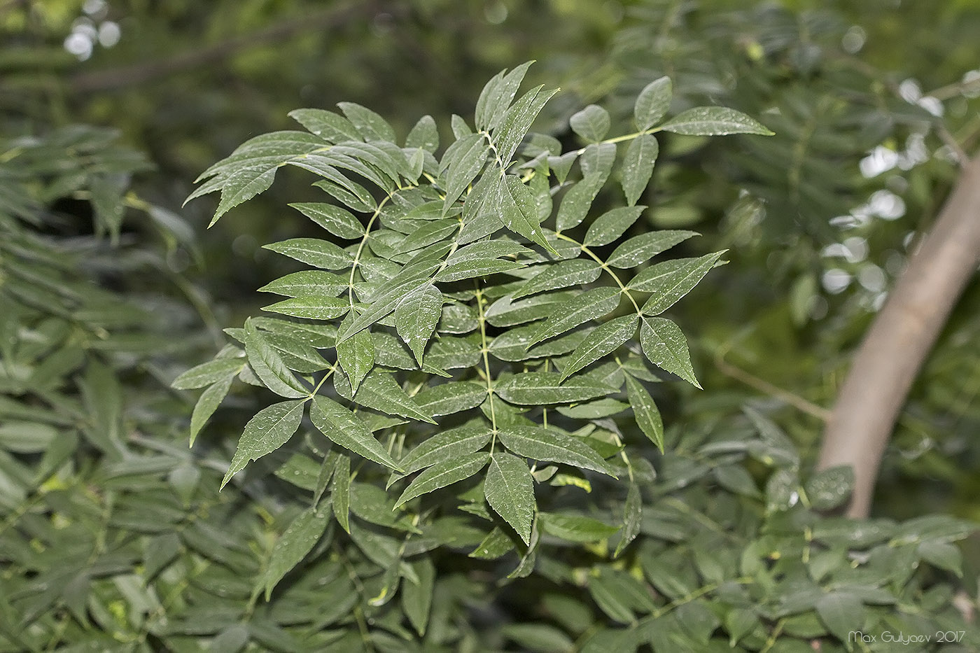 Image of genus Fraxinus specimen.