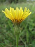 Leontodon biscutellifolius. Соцветие. Крым, нижнее плато Чатырдага. 4 июля 2010 г.
