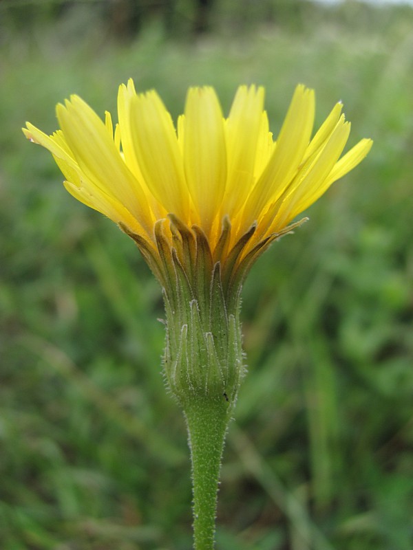 Изображение особи Leontodon biscutellifolius.