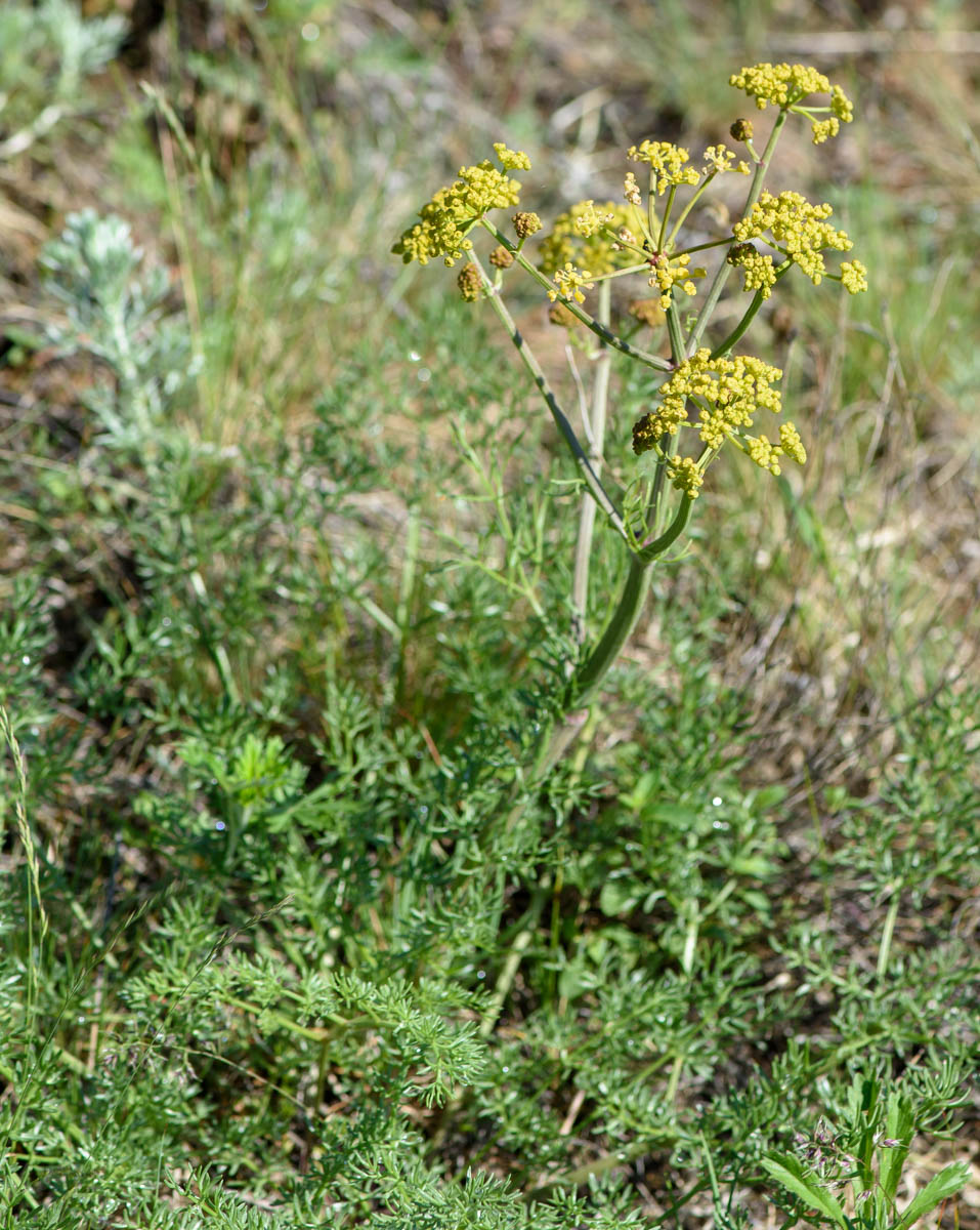 Image of Prangos ledebourii specimen.