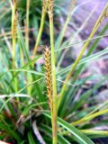 Carex morrowii