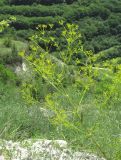 Bilacunaria microcarpos