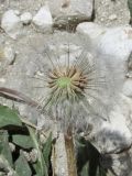 род Taraxacum