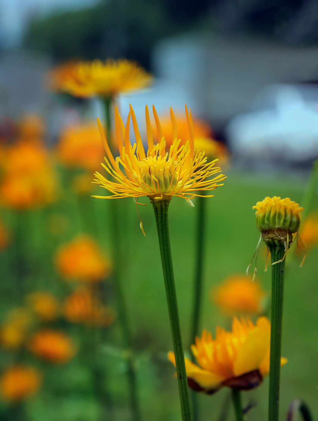 Image of Trollius chinensis specimen.