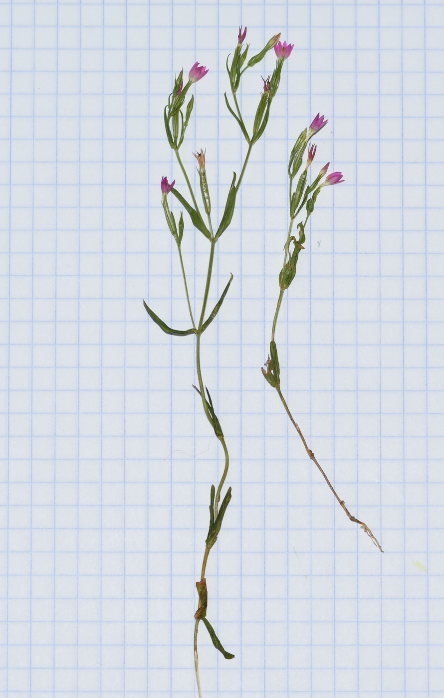 Image of Centaurium tenuiflorum specimen.