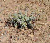 Origanum cordifolium