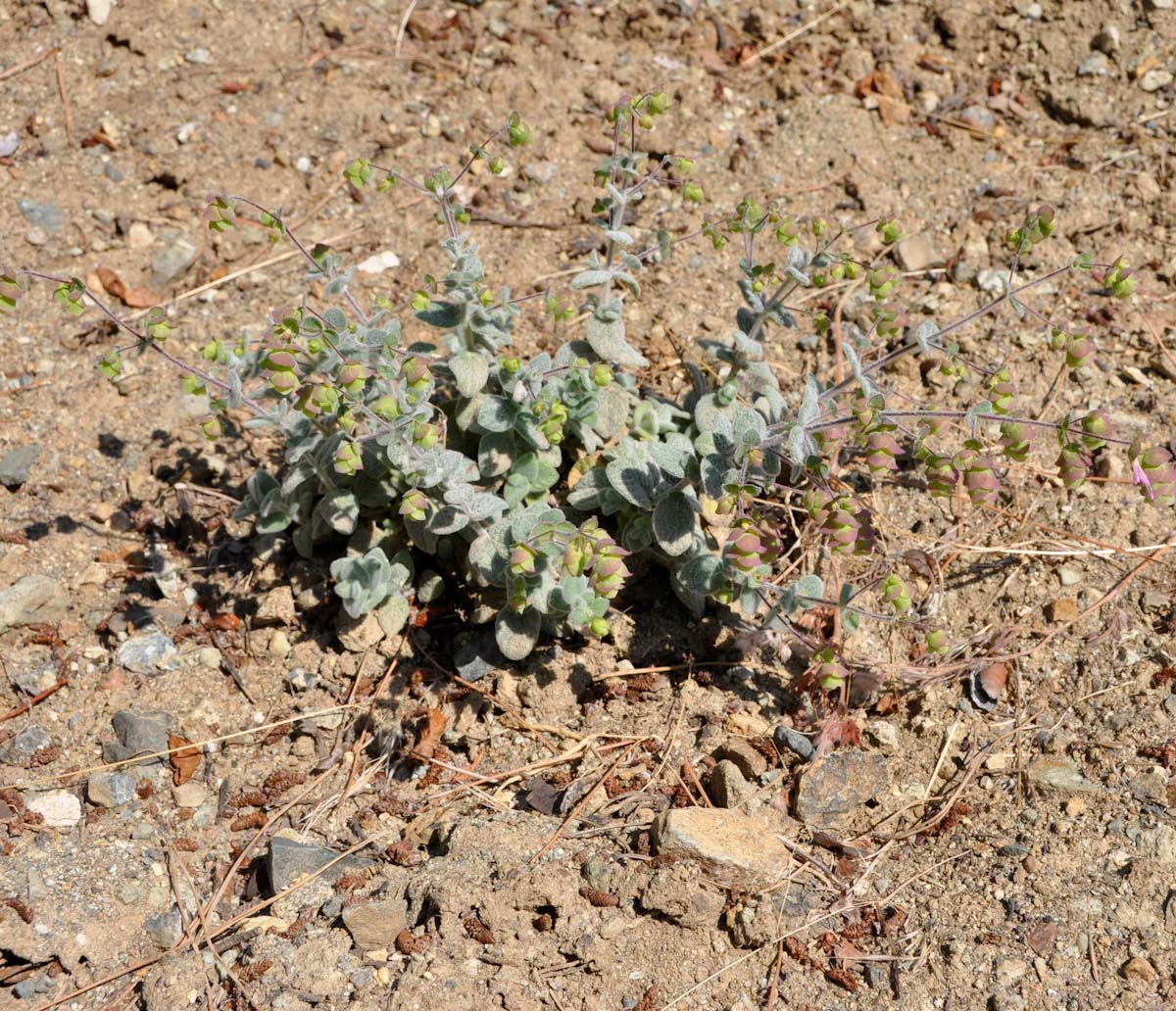 Image of Origanum cordifolium specimen.