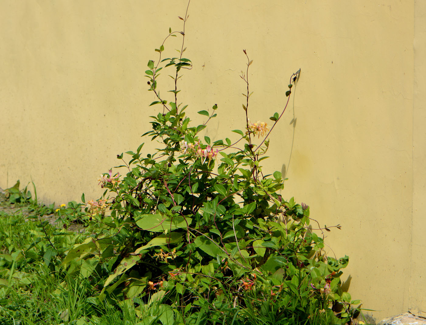 Image of Lonicera periclymenum specimen.