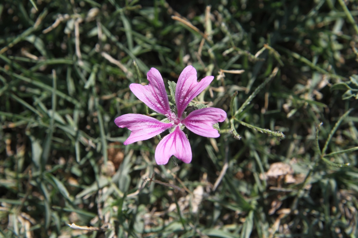 Image of Malva sylvestris specimen.