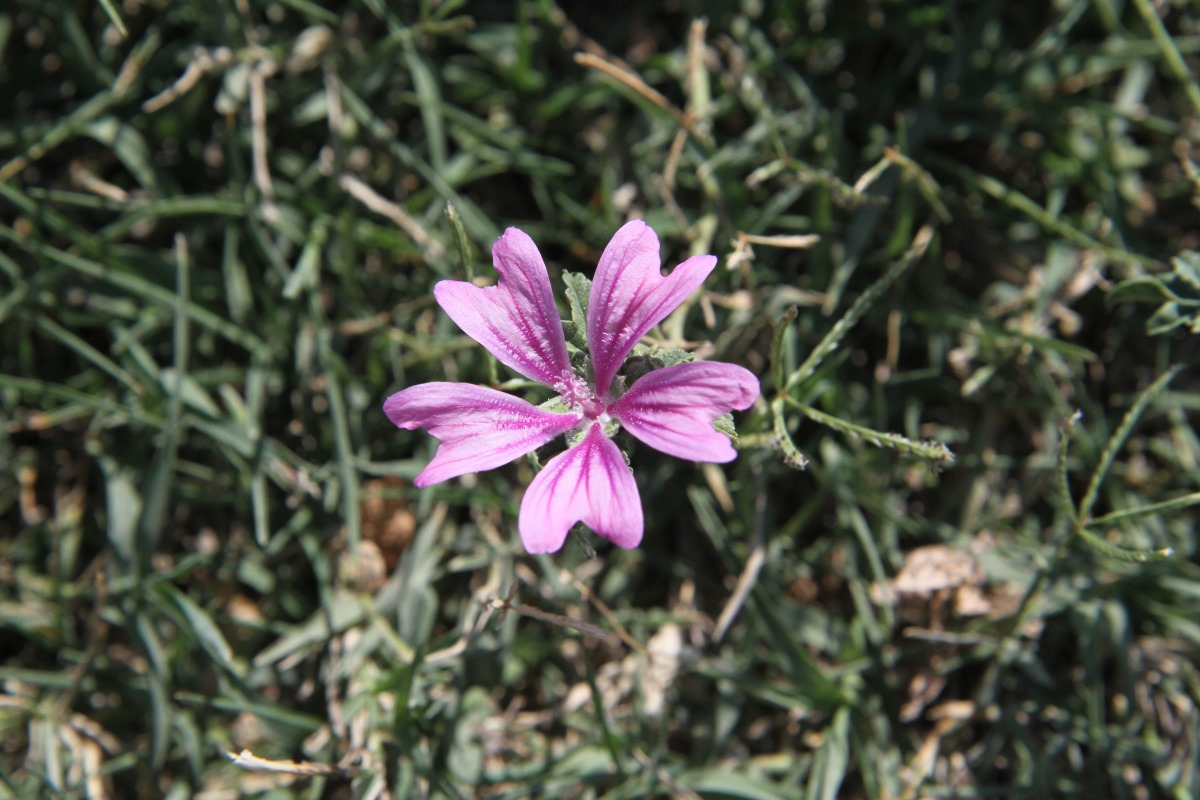 Изображение особи Malva sylvestris.