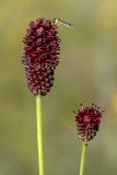 Sanguisorba officinalis. Верхушки побегов с соцветиями и кормящейся мухой-журчалкой (Sphaerophoria). Башкортостан, окр. г. Стерлитамак, сенокосный луг. 18.08.2019.