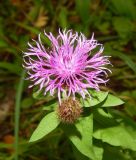 Centaurea phrygia. Верхушка цветущего растения. Подмосковье, окр. г. Одинцово, смешанный лес. Август 2019 г.