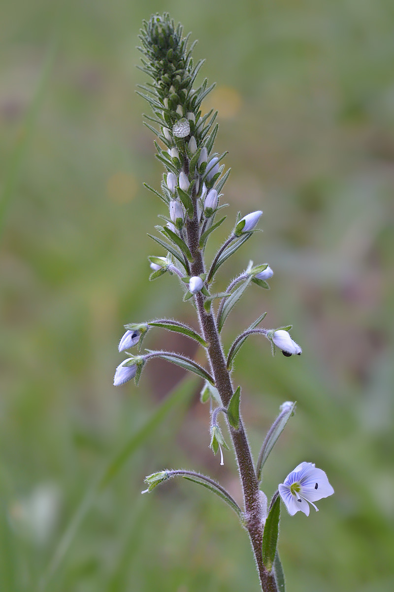 Image of Veronica gentianoides specimen.