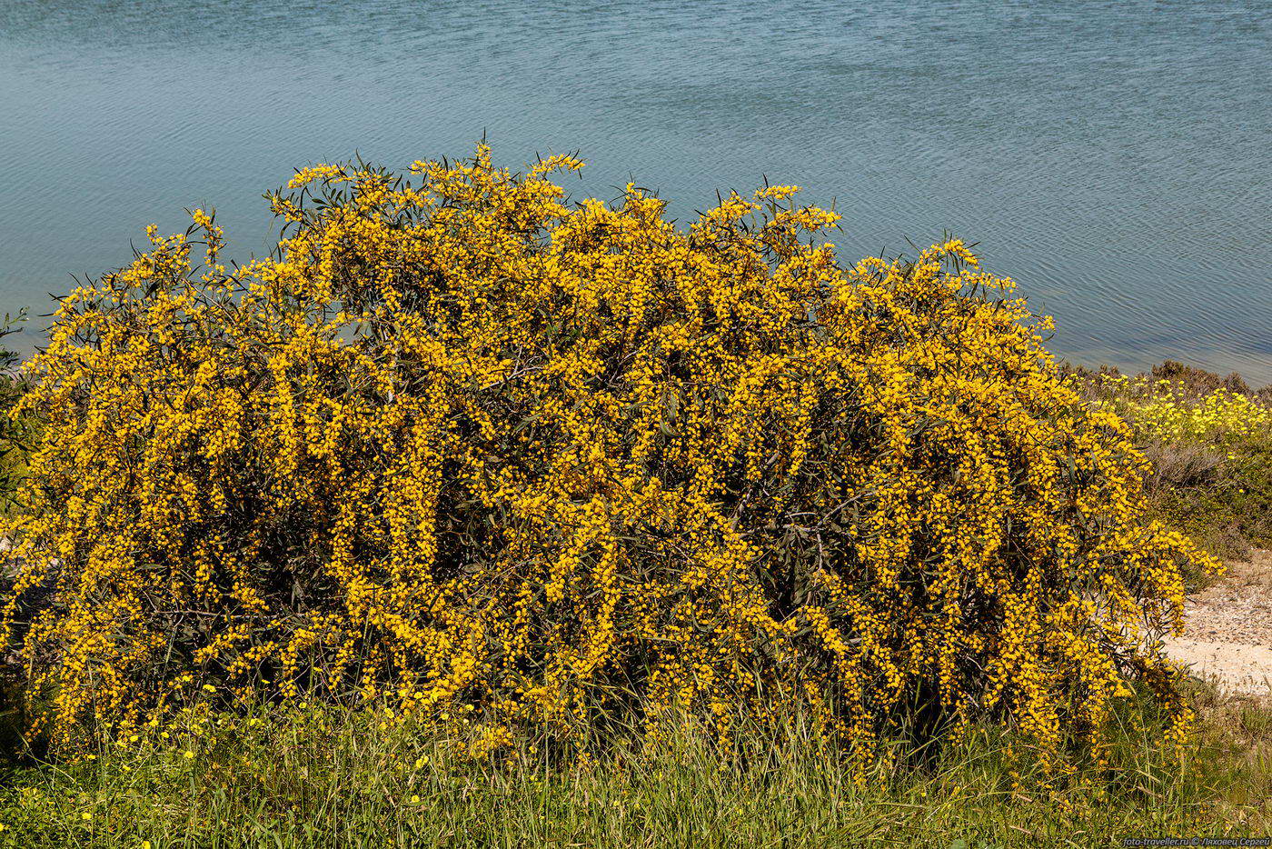 Image of Acacia saligna specimen.