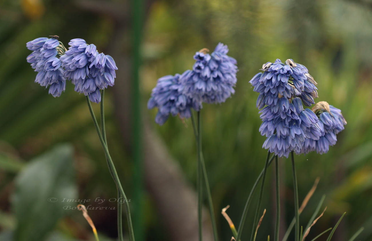 Image of Allium beesianum specimen.