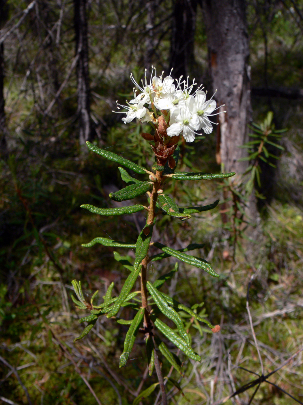 Image of Ledum palustre specimen.