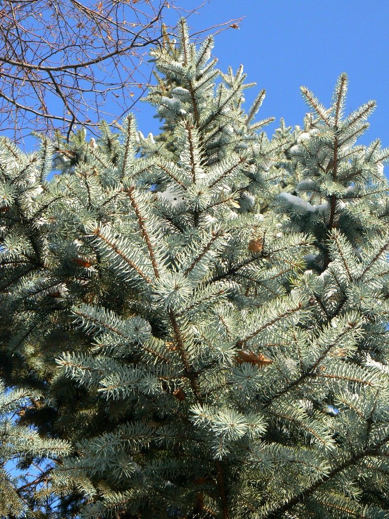 Image of Picea pungens f. glauca specimen.