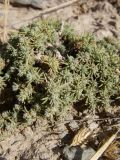 Camphorosma lessingii. Казахстан, Кызылординская обл., хребет Каратау, река Коспа. 18.07.2010.