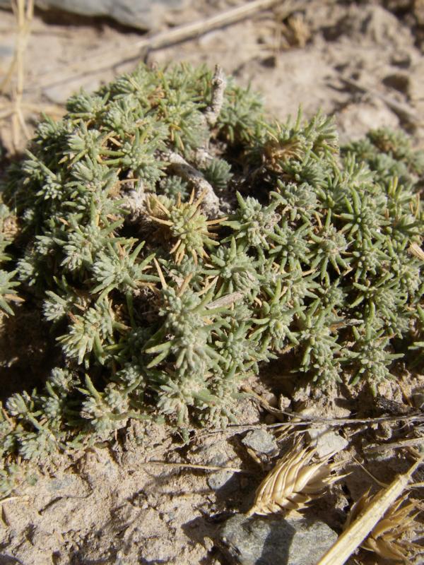 Image of Camphorosma lessingii specimen.