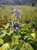 Delphinium speciosum