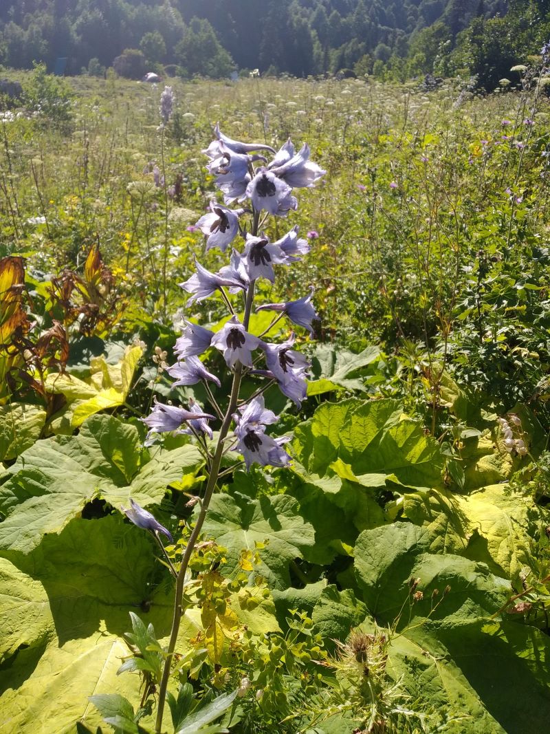 Image of Delphinium speciosum specimen.