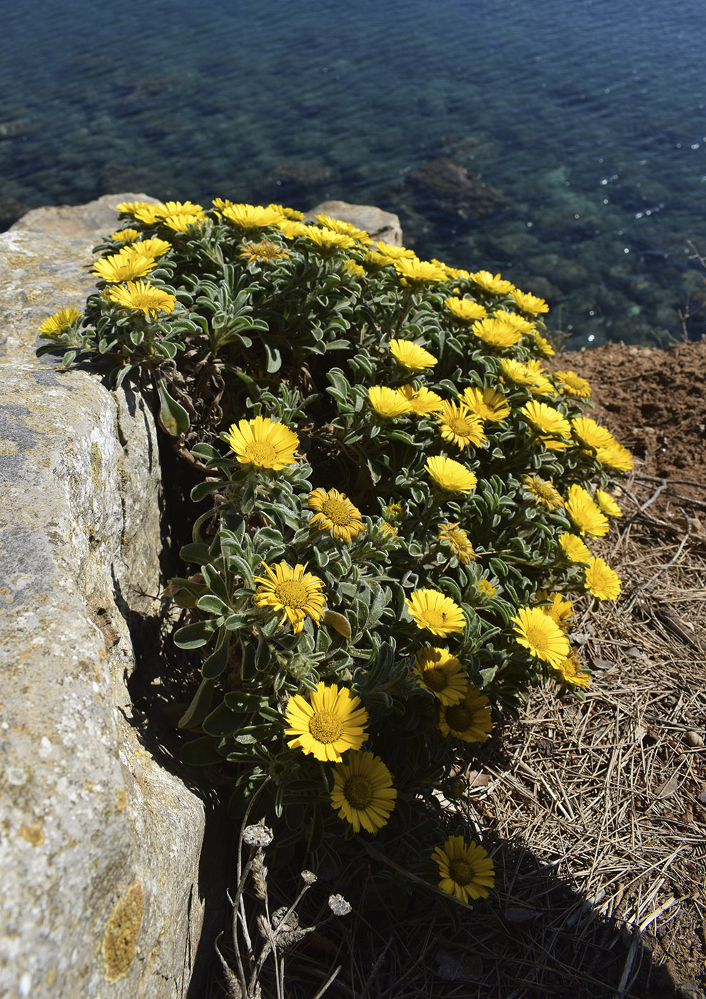 Image of Pallenis maritima specimen.