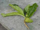 genus Morinda. Верхушка веточки с плодами. Таиланд, Бангкок, окр. храма Wat Pho, в озеленении. 25.06.2019.