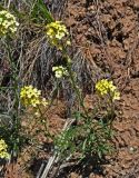 Erysimum flavum