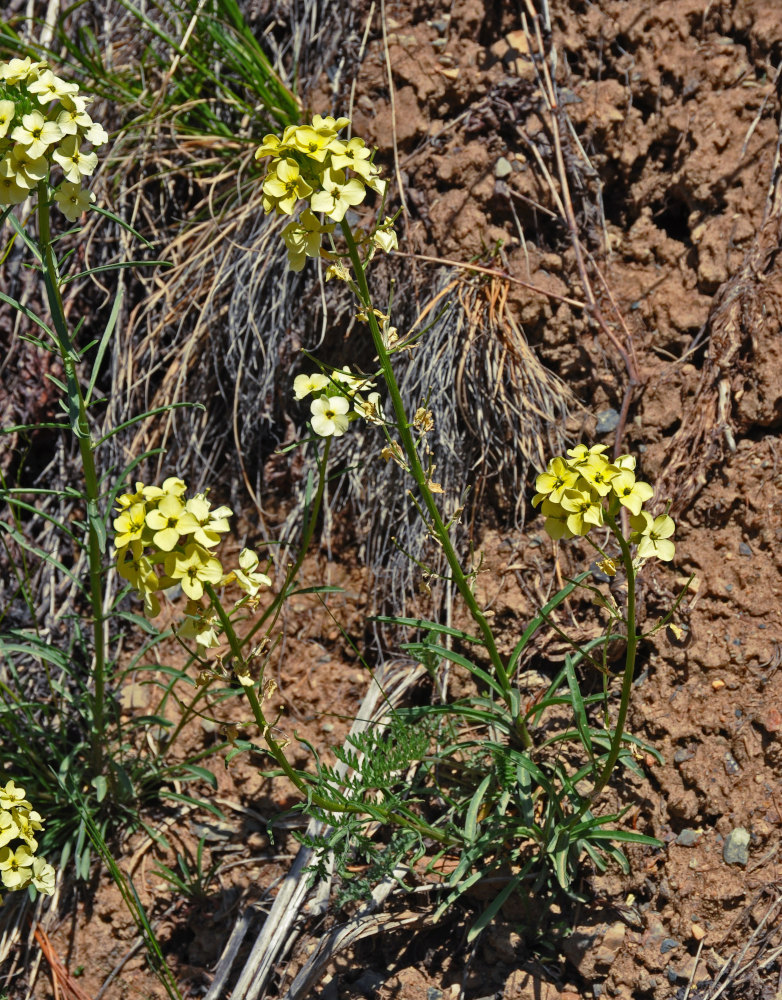 Изображение особи Erysimum flavum.