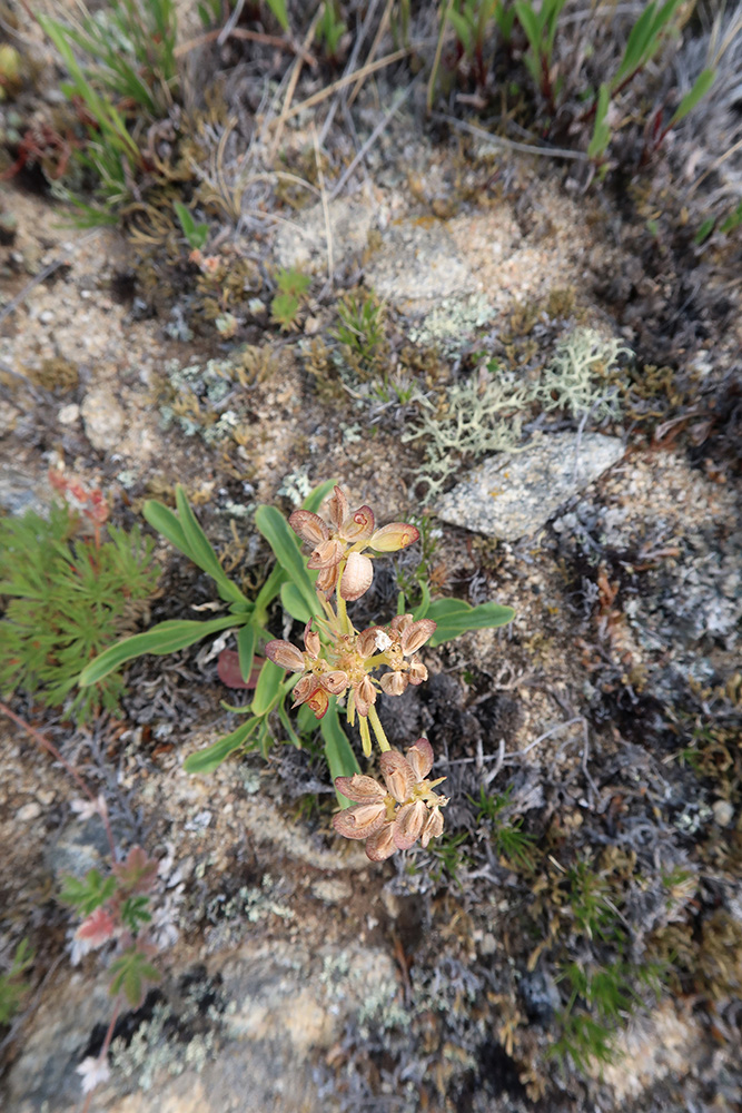 Изображение особи Patrinia sibirica.