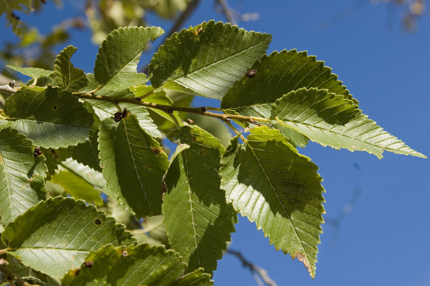 Изображение особи Ulmus pumila.