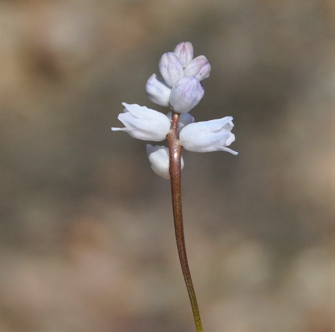 Image of Hyacinthella millingenii specimen.