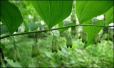 Polygonatum multiflorum