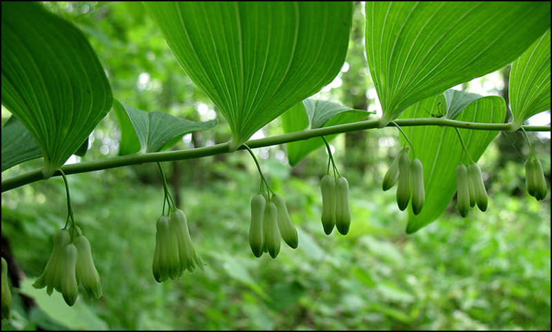 Изображение особи Polygonatum multiflorum.