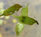 Lemna trisulca