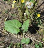 Tussilago farfara