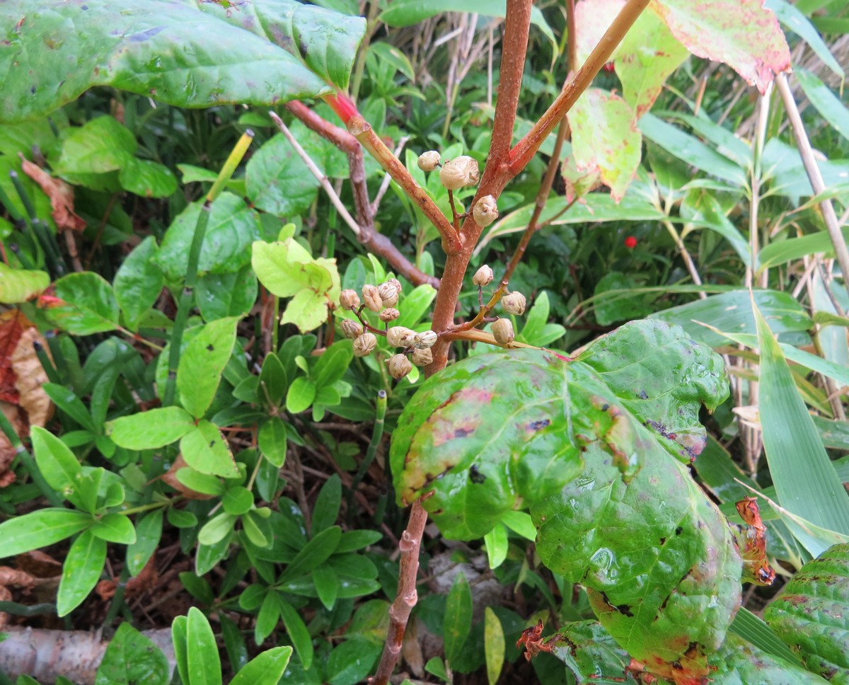 Image of Toxicodendron orientale specimen.