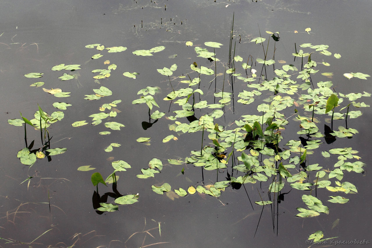 Image of Sagittaria sagittifolia specimen.