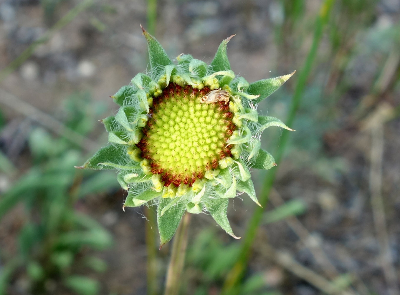 Image of Gaillardia &times; grandiflora specimen.