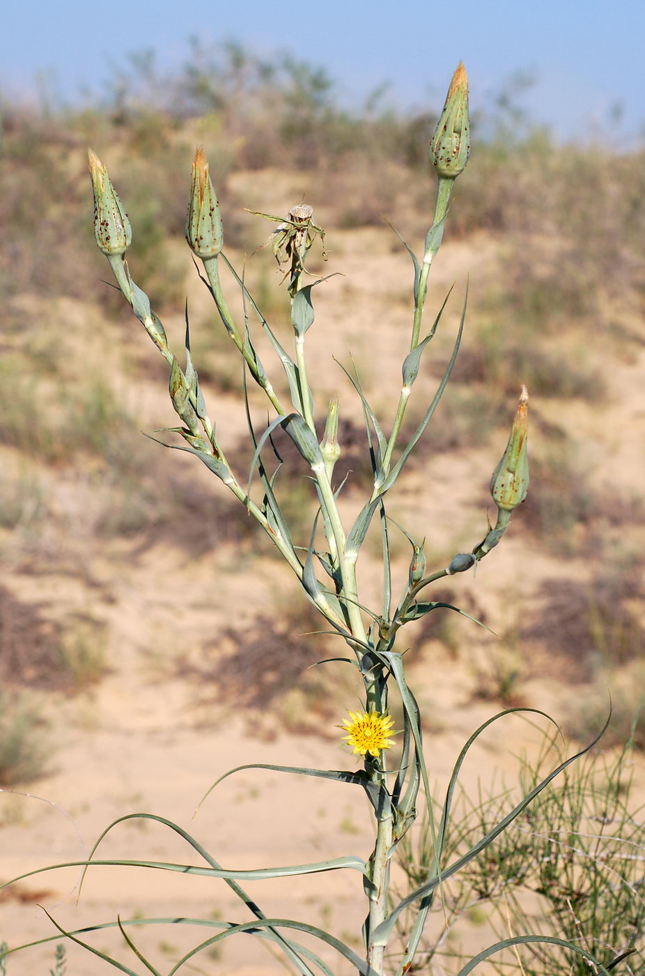 Image of Tragopogon dubianskyi specimen.