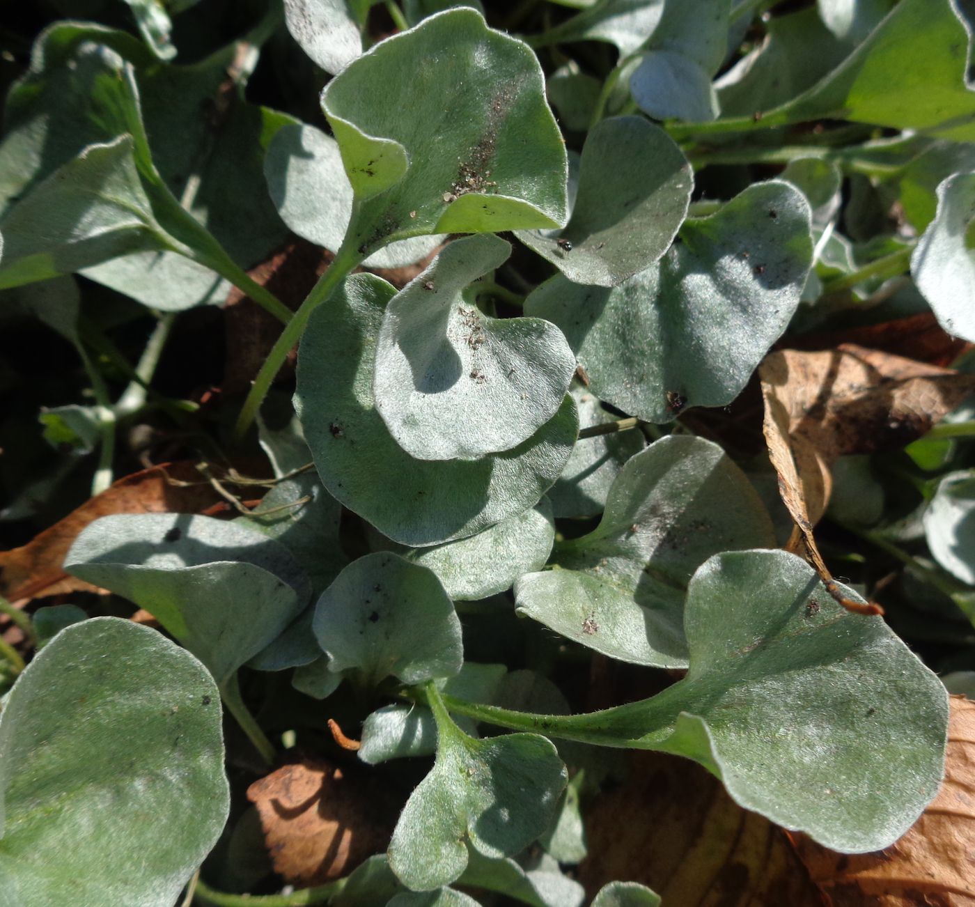 Изображение особи Dichondra argentea.