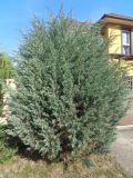 Juniperus