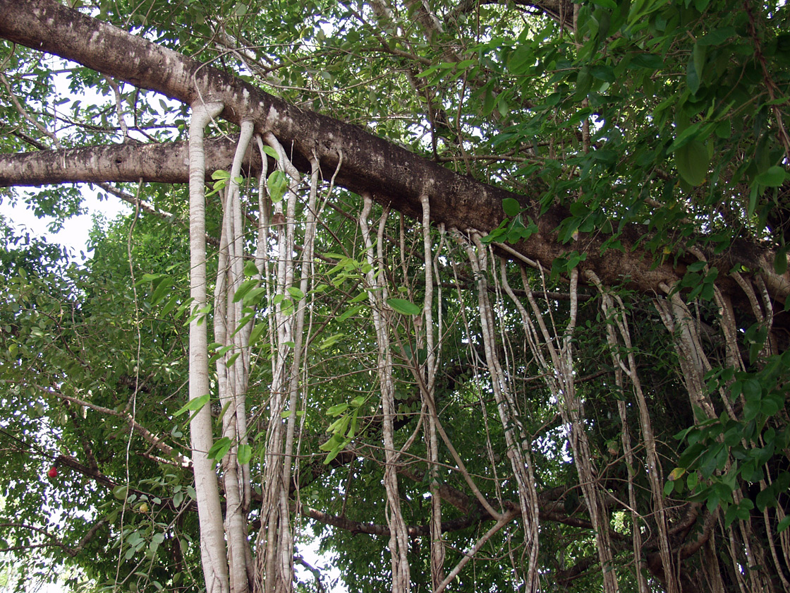 Image of genus Ficus specimen.