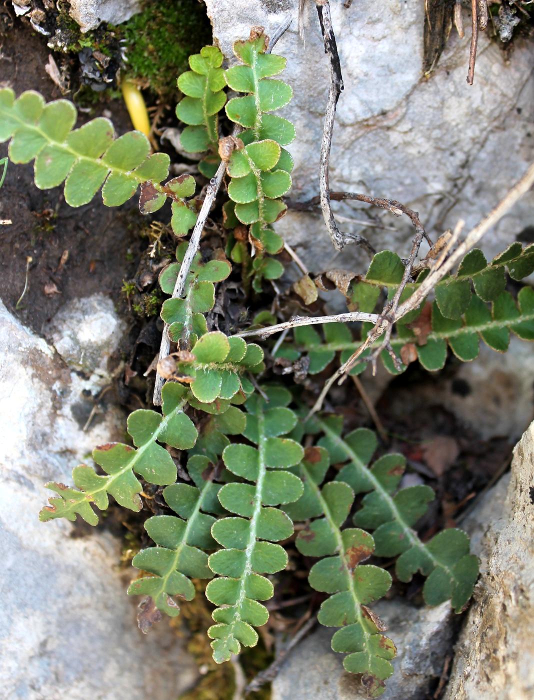 Image of Ceterach officinarum specimen.