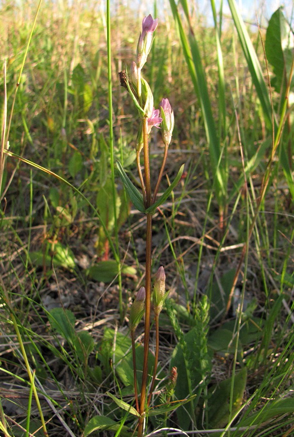 Изображение особи Gentianella lingulata.