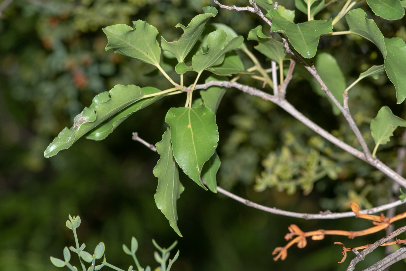 Изображение особи Ziziphus mucronata.