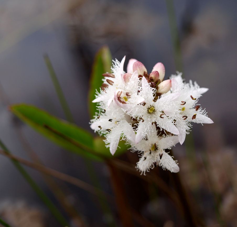 Image of Menyanthes trifoliata specimen.