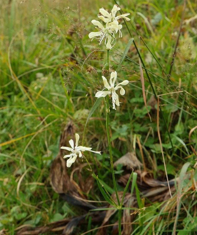 Изображение особи Silene saxatilis.