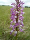 Orchis militaris