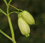 Polygonatum acuminatifolium. Часть побега с цветками. Приморский край, Шкотовский р-н, с. Анисимовка, берег р. Суходол, в тополёвнике из Populus suaveolens. 18.06.2020.